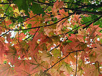 Fall Foliage New England